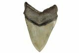 Huge, Fossil Megalodon Tooth - North Carolina #188052-2